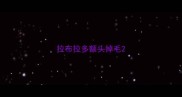 拉布拉多额头掉毛