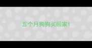 五个月狗狗买回家