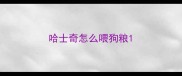 哈士奇怎么喂狗粮