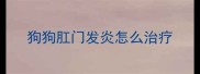 狗狗肛门发炎怎么治疗