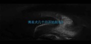 博美犬几个月开始脱毛