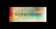 哈士奇幼犬狗粮食材