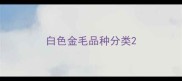 白色金毛品种分类