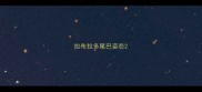拉布拉多尾巴姿态