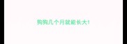 狗狗几个月就能长大