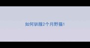 如何驯服2个月野猫