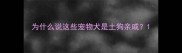 为什么说这些宠物犬是土狗亲戚
