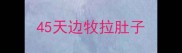 45天边牧拉肚子