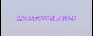 边牧幼犬500能买到吗