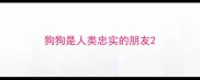 狗狗是人类忠实的朋友