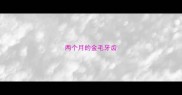 两个月的金毛牙齿