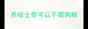 养哈士奇可以不喂狗粮