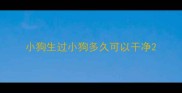 小狗生过小狗多久可以干净