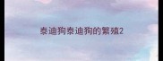 泰迪狗泰迪狗的繁殖