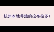 杭州本地养殖的拉布拉多