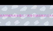 边境牧羊犬为何成为犬舍宠儿犬舍引进边牧的三大核心优势