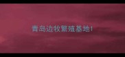 青岛边牧繁殖基地