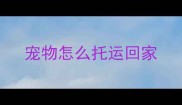 宠物怎么托运回家