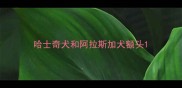 哈士奇犬和阿拉斯加犬额头