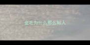 金毛为什么那么粘人