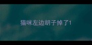 猫咪左边胡子掉了