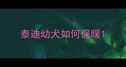 泰迪幼犬如何保暖