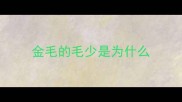 金毛的毛少是为什么