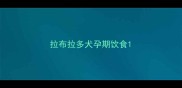 拉布拉多犬孕期饮食