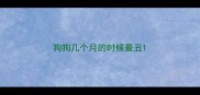 狗狗几个月的时候最丑