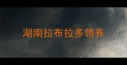 湖南拉布拉多领养