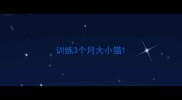 训练3个月大小猫