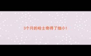 3个月的哈士奇得了细小