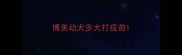 博美幼犬多大打疫苗