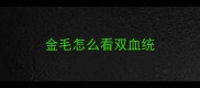 金毛怎么看双血统