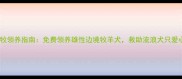南宁边牧领养指南免费领养雄性边境牧羊犬救助流浪犬只爱心传递