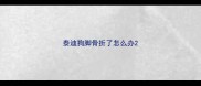 泰迪狗脚骨折了怎么办