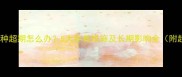 猫咪疫苗接种超期怎么办5大补救措施及长期影响全附超全指南