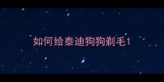 如何给泰迪狗狗剃毛