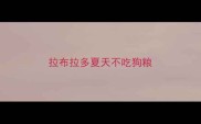 拉布拉多夏天不吃狗粮