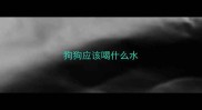 狗狗应该喝什么水