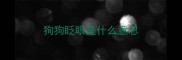 狗狗眨眼是什么意思