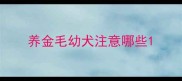 养金毛幼犬注意哪些