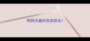 狗狗犬瘟快死前前兆