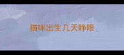 猫咪出生几天睁眼