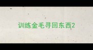 训练金毛寻回东西