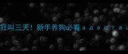 哈士奇到家狂叫三天新手养狗必看指南
