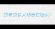 拉布拉多犬幼崽在哪买