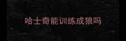 哈士奇能训练成狼吗