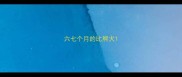 六七个月的比熊犬