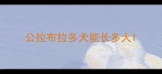 公拉布拉多犬能长多大